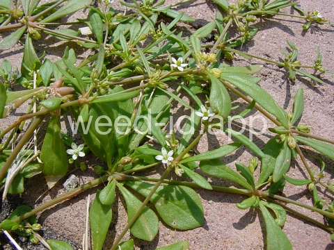 carpetweed